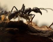 A hangyák az űrben is csapatban dolgoznak
