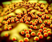 Édes bosszút forralnak a szuper-baktériumok ellen ausztrál kutatók