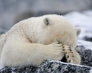 Fókahús nélkül is túlélhetik a jégolvadást a jegesmedvék