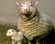 Az EP betiltaná a klónozott állatokból készült termékeket