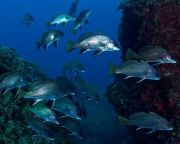 Megfeleződött a tengeri élővilág az elmúlt negyvenöt évben