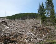 Több mint 50 millió euró kárt okozott az erdőirtás Romániában