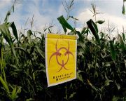 FM: nem termeszthetők génmódosított kukoricafajták Magyarországon