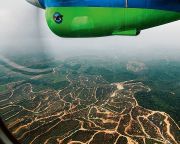 OECD: Negyedére csökkent az amazóniai erdőirtás