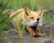 Szombaton megkezdődik a vadon élő rókák veszettség elleni vakcinázása