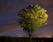 Először igazolták tudósok, hogy éjszaka alszanak a fák