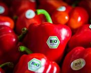 Nébih: szigorúbbá váltak a GMO-mentes termelés szabályai