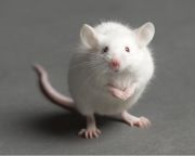Génterápiával állították vissza egerek hallását