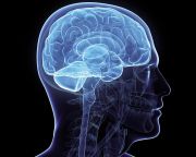 Az agy gyógyulását segítő új idegsejttípust fedeztek fel a Semmelweis Egyetem kutatói