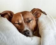 A kutyák alvás alatti agytevékenységét vizsgálták magyar kutatók