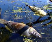 Halpusztulás miatt horgászati tilalmat rendeltek el két baranyai vízterületen