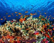 Ötvenhat milliárd ausztrál dollárt ér a Nagy-korallzátony