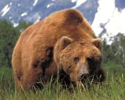 Fekete bodzát eszik a klímaváltozáshoz alkalmazkodó Kodiak-medve