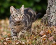 Több, macskáknak szánt élősködőirtó is elbukott a Nébih tesztjén