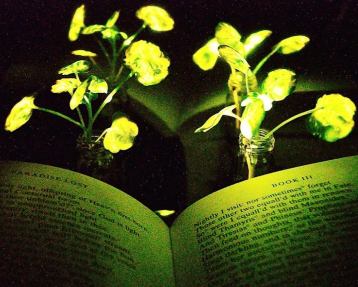 Növények lehetnek a jövő olvasólámpái