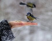 Havazás - Hóesésben életmentő a madáretetés