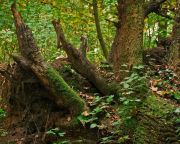 A kihalás szélére sodor egyes bogárfajokat a fák eltűnése Európában