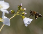  A Nébih a méhek védelmében kiemelten ellenőrzi a növényvédelmi szerek használatát