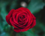 Felfedték a rózsák genetikai titkait