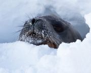 Az antarktiszi vizekben élő fókák segítik a jégtakaró olvadásának kutatását