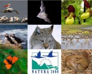 Natura 2000 díjat nyert a parlagi sasokat védő magyarországi projekt