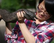 Kihalás fenyegeti a kínai óriásszalamandrát természetes élőhelyén
