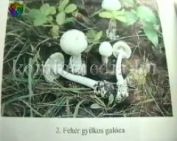 A vadon élő gombákról (Dr. Tihanyi László)