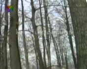 Az erdészet téli munkái... (Szőnyi János, Vass István)