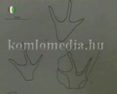 Új csontleletek a miocén korból (Fazekas Imre)