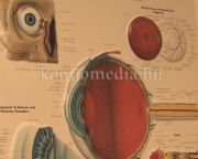 Egészségpercek - A lencsetípusok és a látásvizsgálatok (Dr. Váczi Ilona)