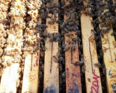 A méhek a Föld egyik leghasznosabb élőlényei (Bohuny Tibor)
